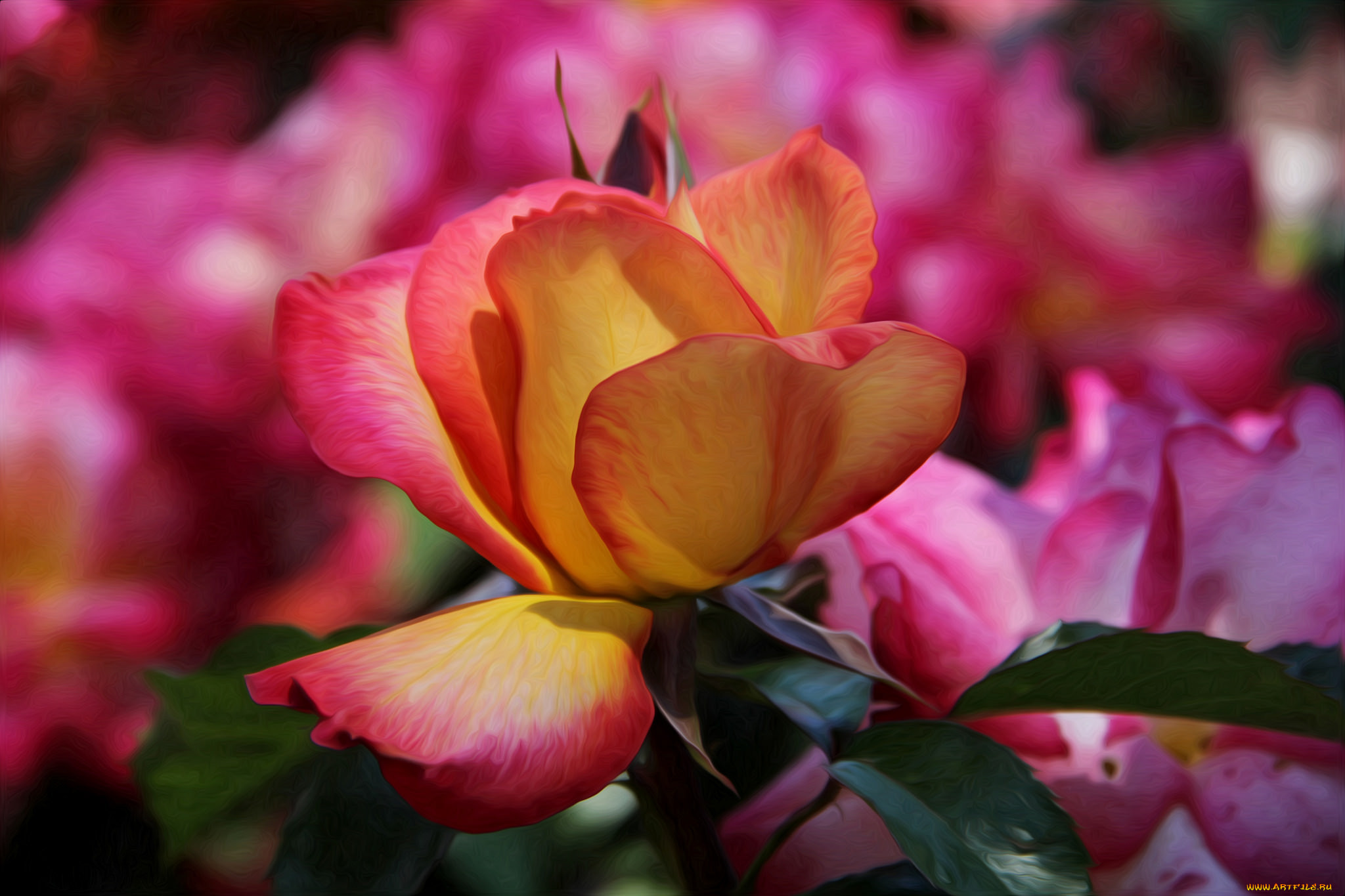 , , -, , bloom, bud, yellow, rose, , 